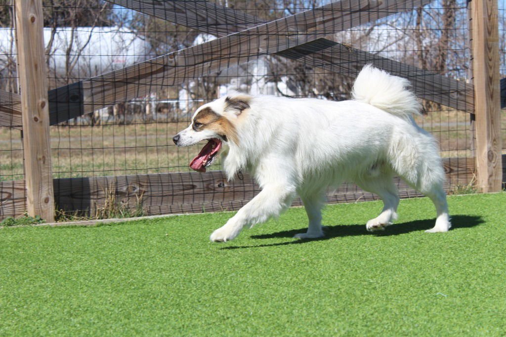 TOGO - Australian Shepherd / Terrier available for adoption