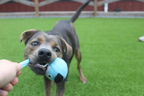 MEADOW - Terrier available for adoption
