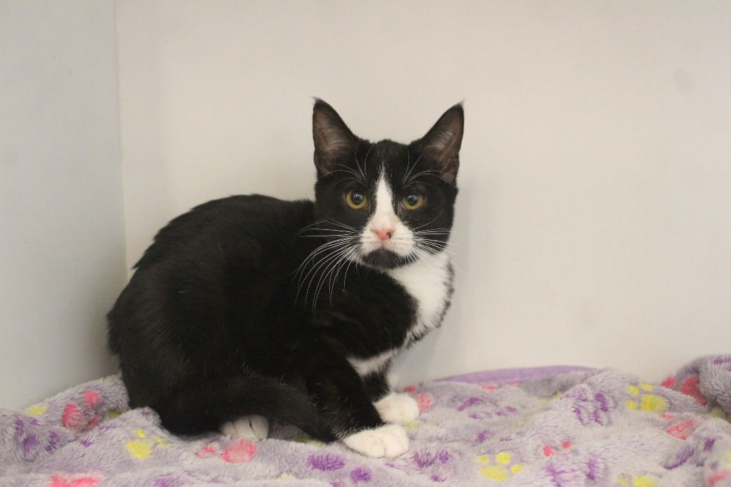 MINT TULIP - Domestic Short Hair available for adoption