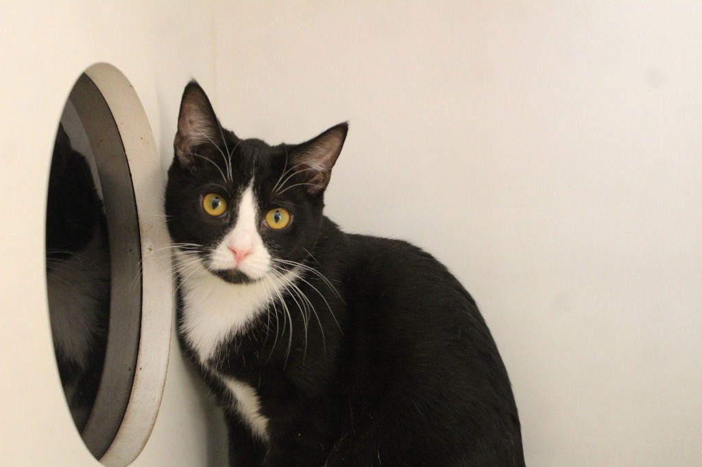 MINT TULIP - Domestic Short Hair available for adoption