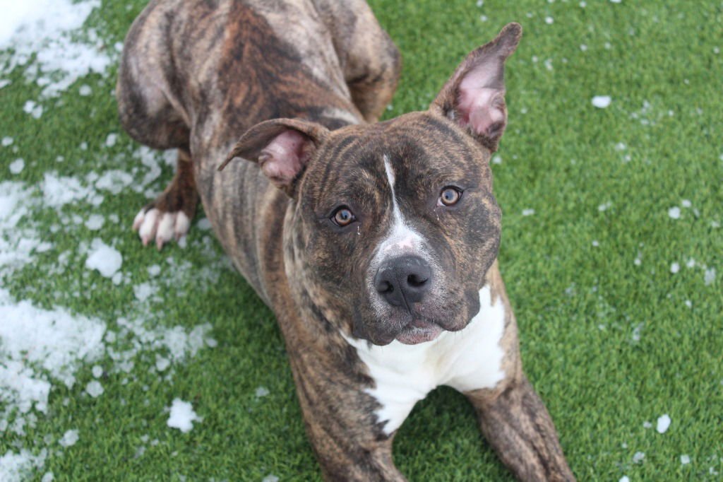 HULK - Pit Bull Terrier available for adoption