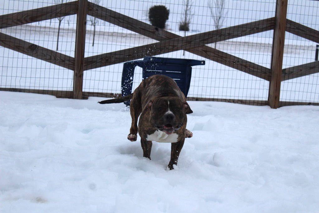 HULK - Pit Bull Terrier available for adoption