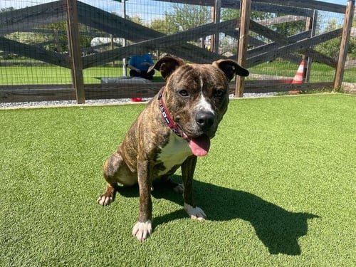 HULK - Pit Bull Terrier available for adoption