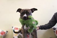 Hulk - Photo 1