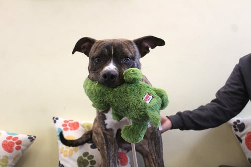 HULK - Pit Bull Terrier available for adoption