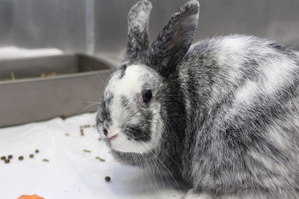 TONIC - Harlequin available for adoption