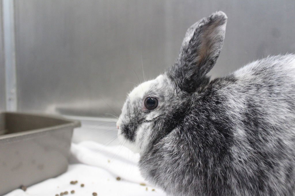 TONIC - Harlequin available for adoption