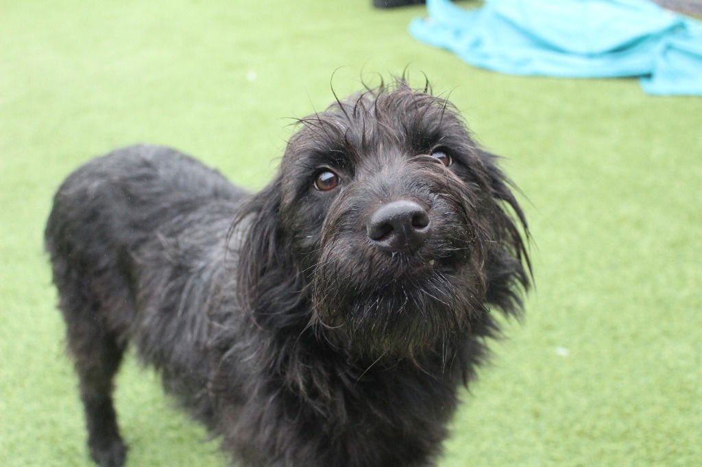 POSEY - Poodle (unknown type) / Schnauzer available for adoption