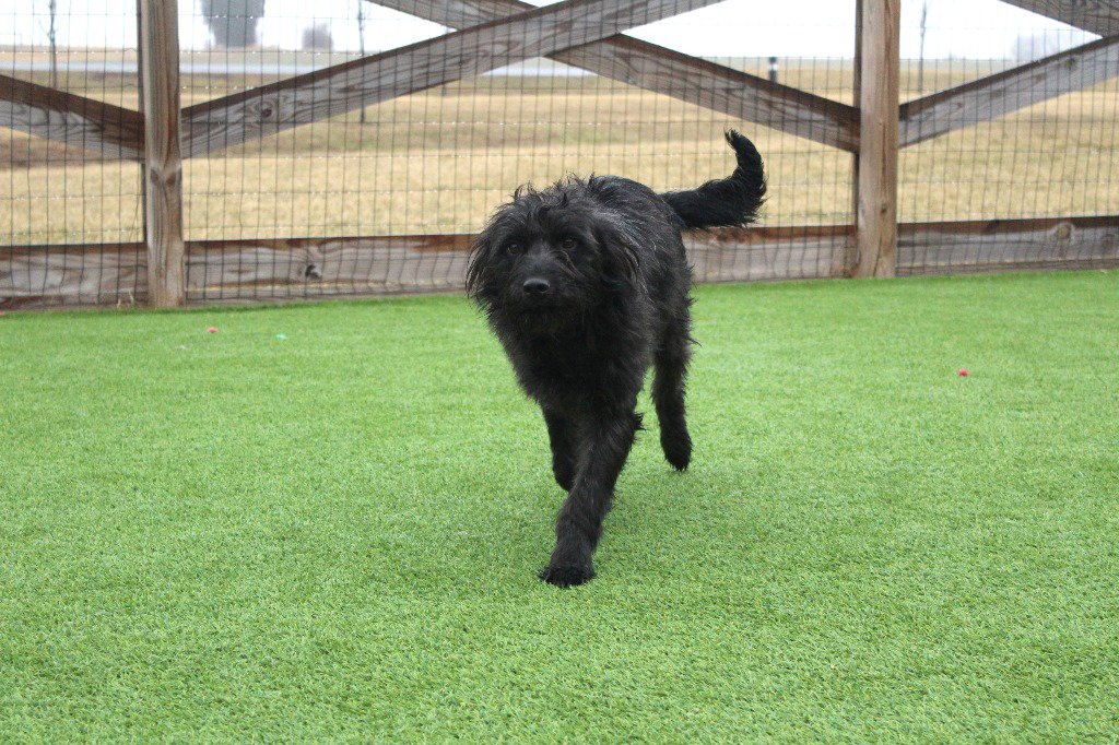 POSEY - Poodle (unknown type) / Schnauzer available for adoption