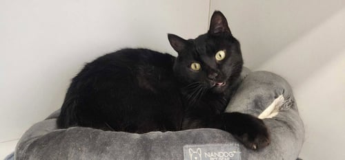 THACHERY BINX - Domestic Short Hair available for adoption