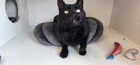 Thachery Binx - Photo 4