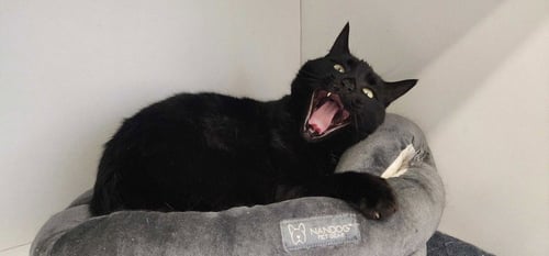 THACHERY BINX - Domestic Short Hair available for adoption