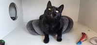 Thachery Binx - Photo 3