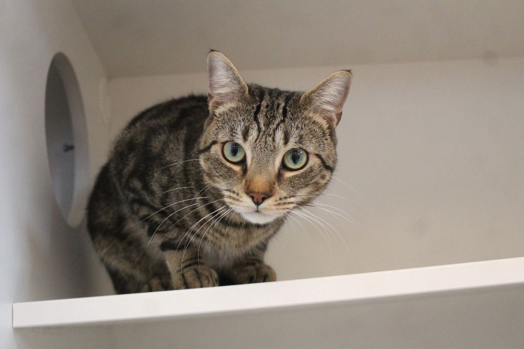 ROBERT - Domestic Short Hair available for adoption