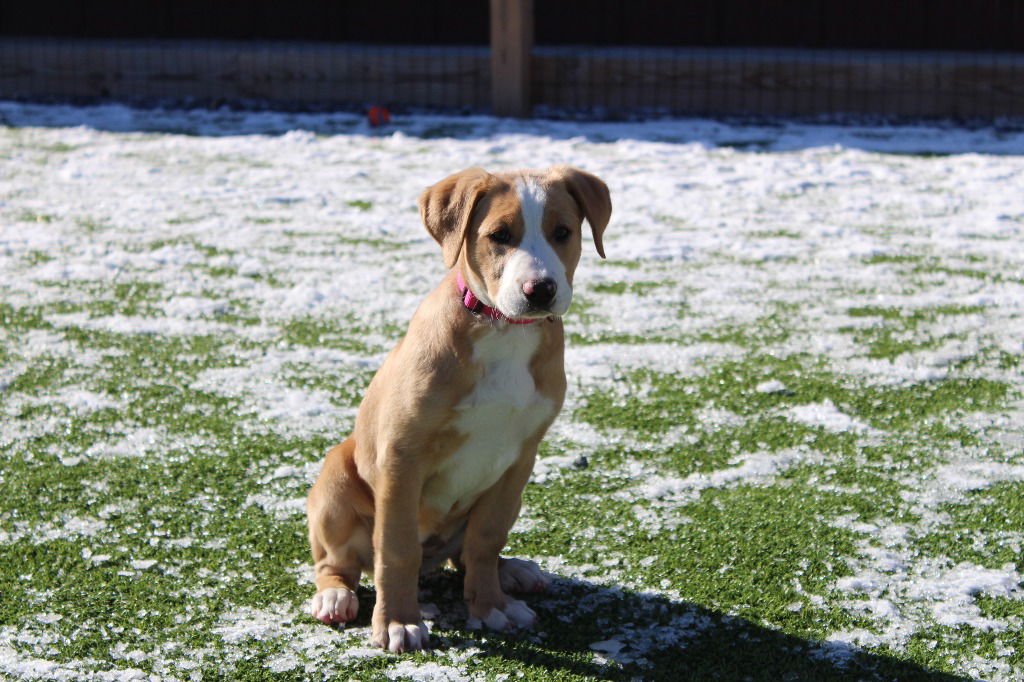 LAZY SUSAN - Labrador Retriever / Terrier available for adoption