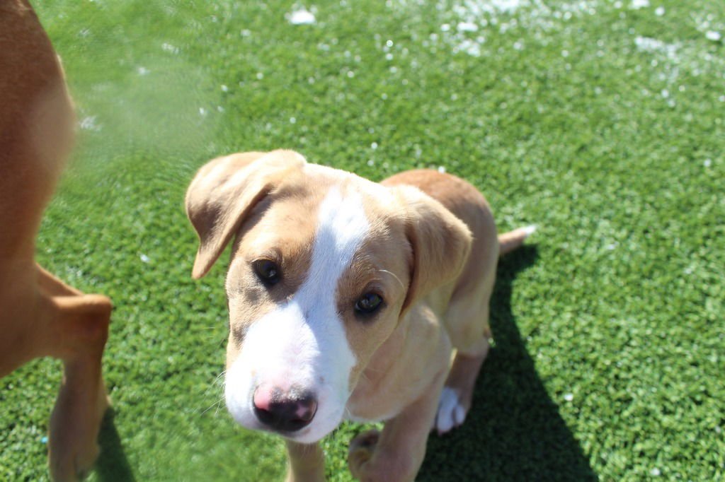 LAZY SUSAN - Labrador Retriever / Terrier available for adoption