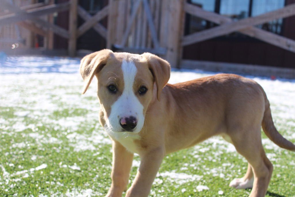 Lazy Susan - Photo 3