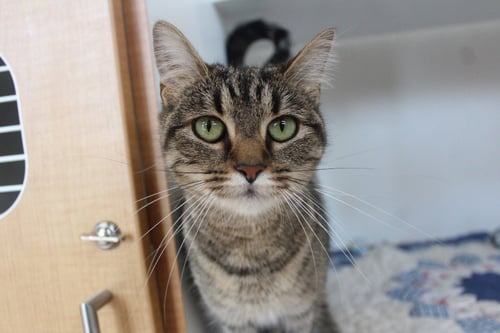 IRIS - Domestic Short Hair available for adoption