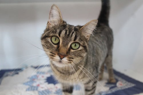 IRIS - Domestic Short Hair available for adoption
