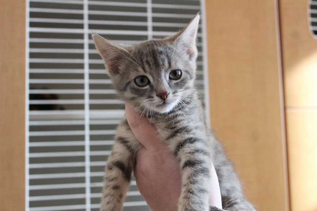 MAHI - Domestic Short Hair available for adoption