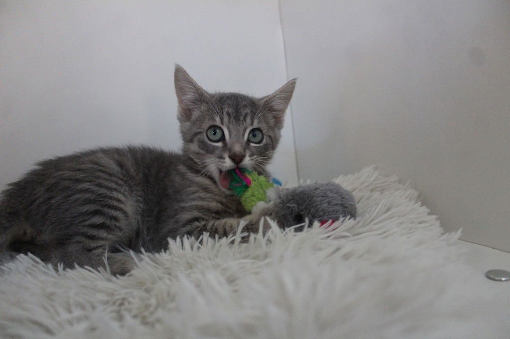 MAHI - Domestic Short Hair available for adoption