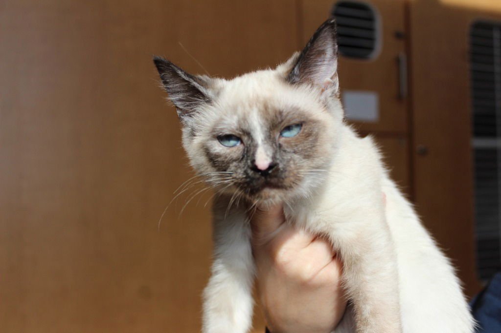 PRINCESS PEACH - Siamese available for adoption