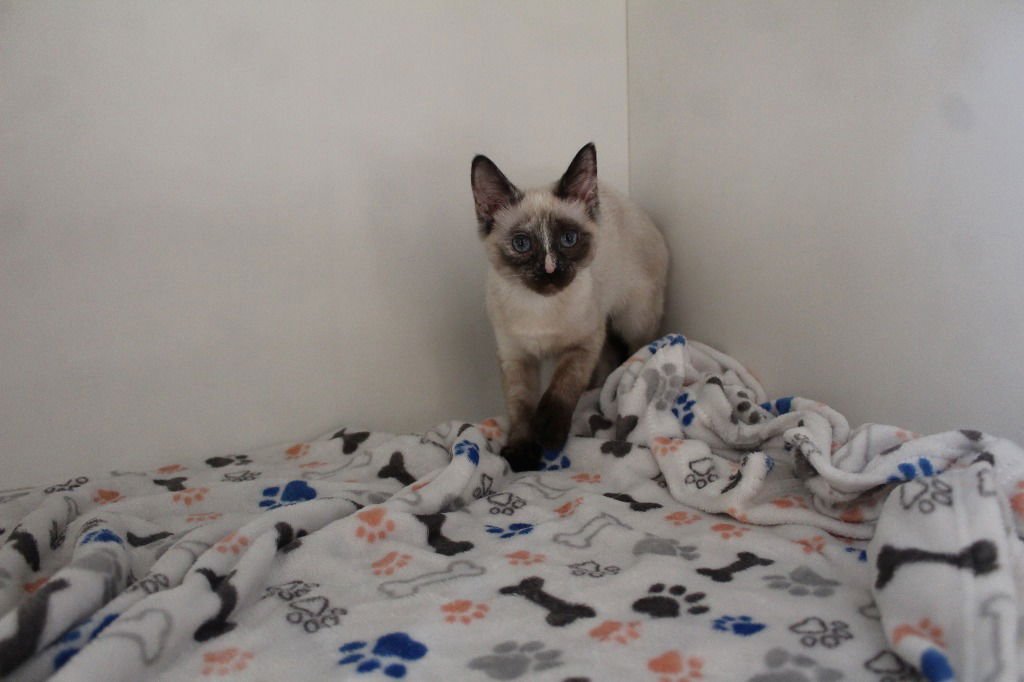 PRINCESS PEACH - Siamese available for adoption