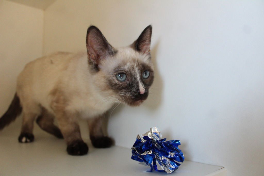 Princess Peach - Photo 3