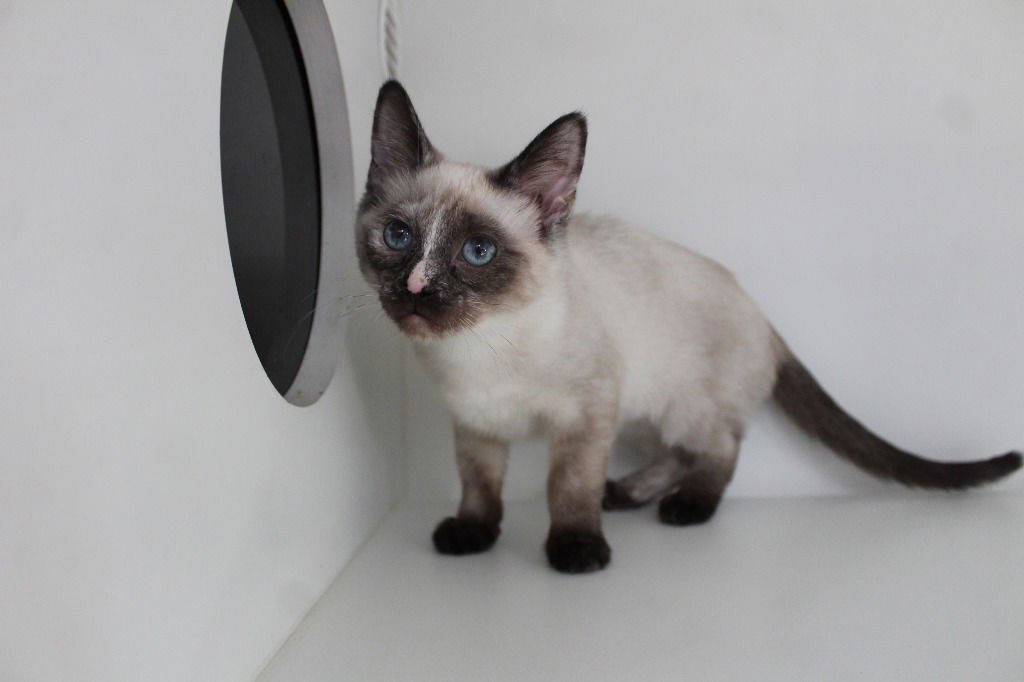 Princess Peach - Photo 4