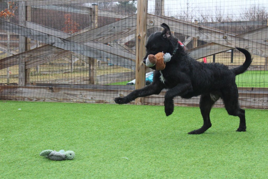MCGRUFF - Poodle (unknown type) / Schnauzer available for adoption