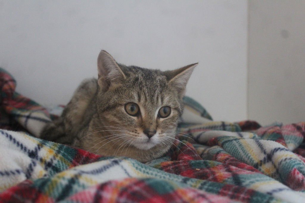 Polyethylene - Photo 4