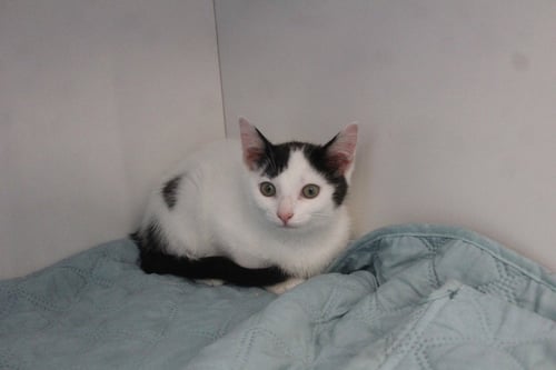 BIG JET - Domestic Short Hair available for adoption