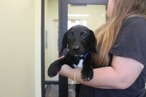 INK - Labrador Retriever / Basset Hound available for adoption