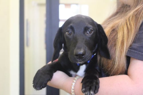 INK - Labrador Retriever / Basset Hound available for adoption