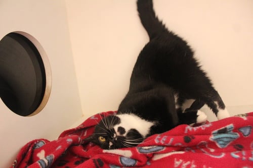 CHUN-LI - Domestic Short Hair available for adoption