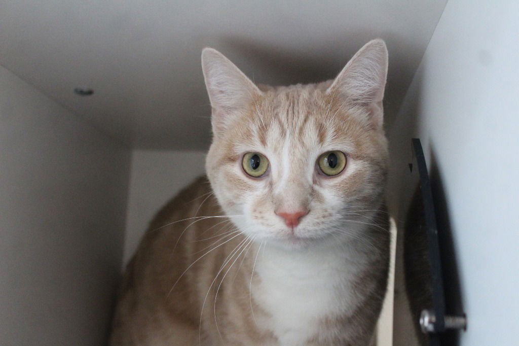 FRITZ - Domestic Short Hair available for adoption