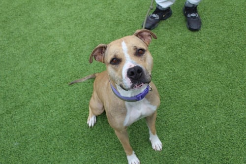 SUGAR - Pit Bull Terrier available for adoption