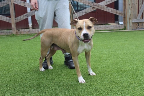 SUGAR - Pit Bull Terrier available for adoption