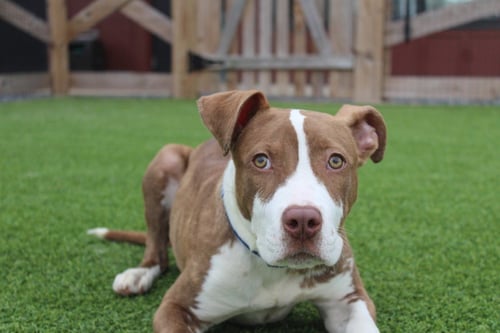 EMMETT - Pit Bull Terrier / Terrier for adoption in Dover