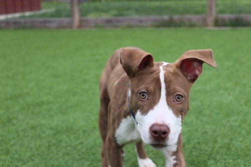 EMMETT - Pit Bull Terrier / Terrier available for adoption