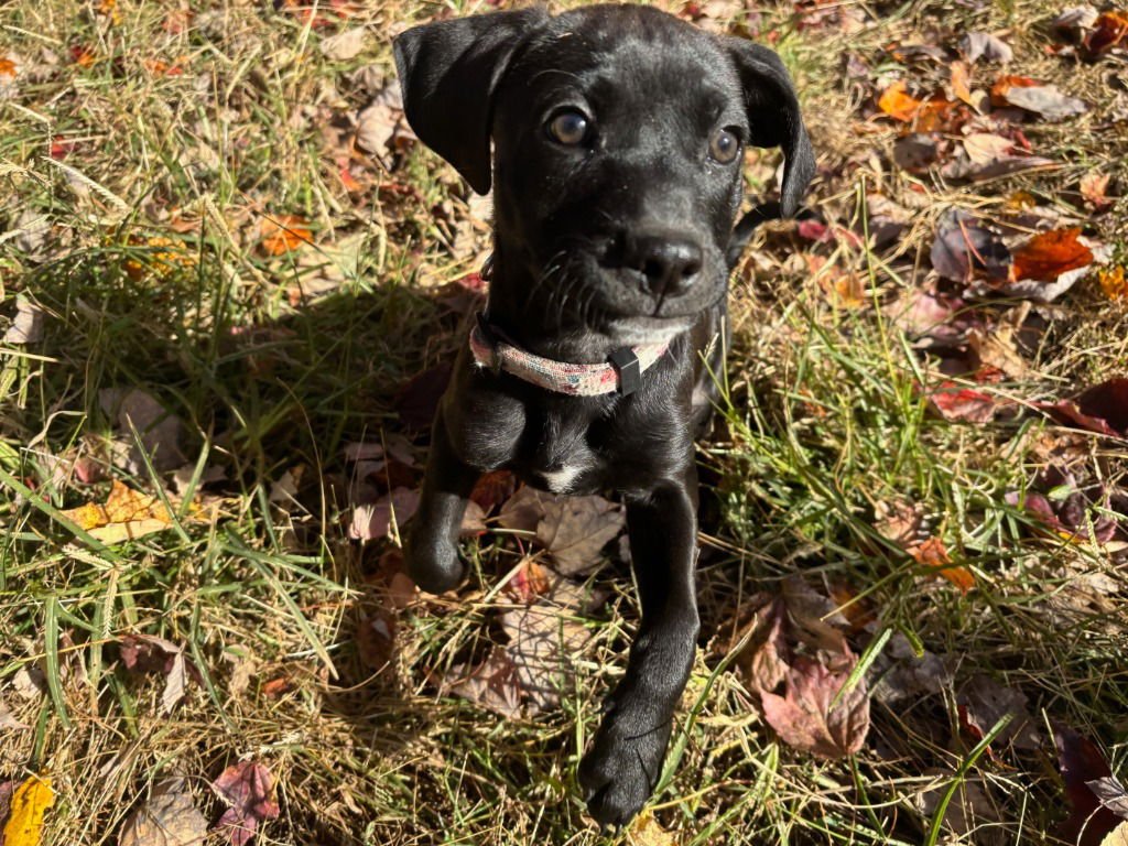 ECLIPSE - Labrador Retriever / Terrier available for adoption