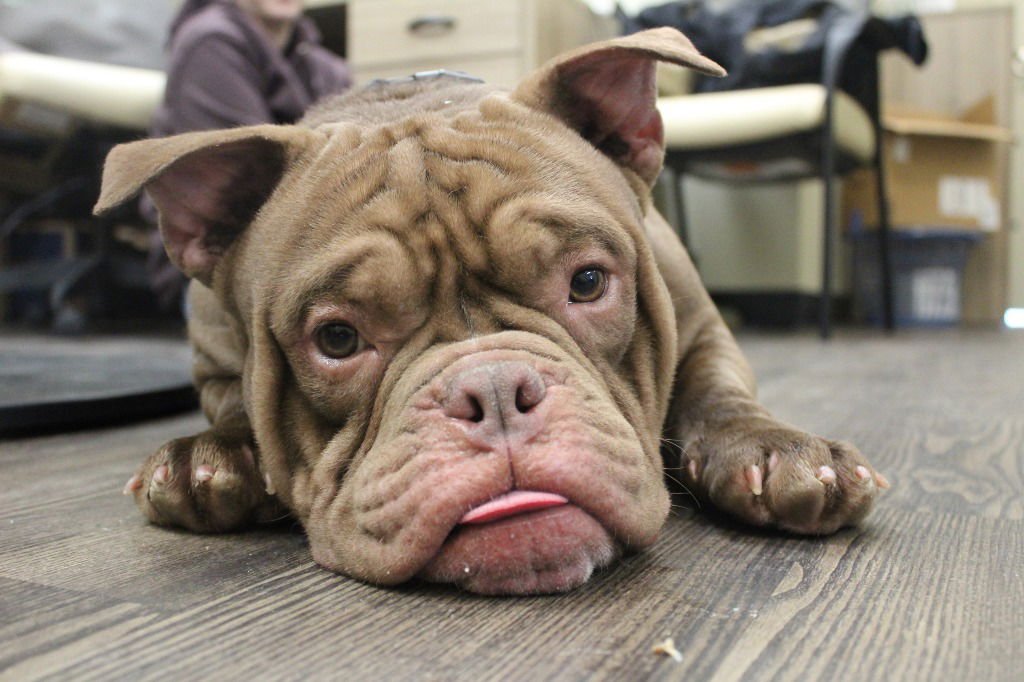 GROUND BEEF - English Bulldog available for adoption