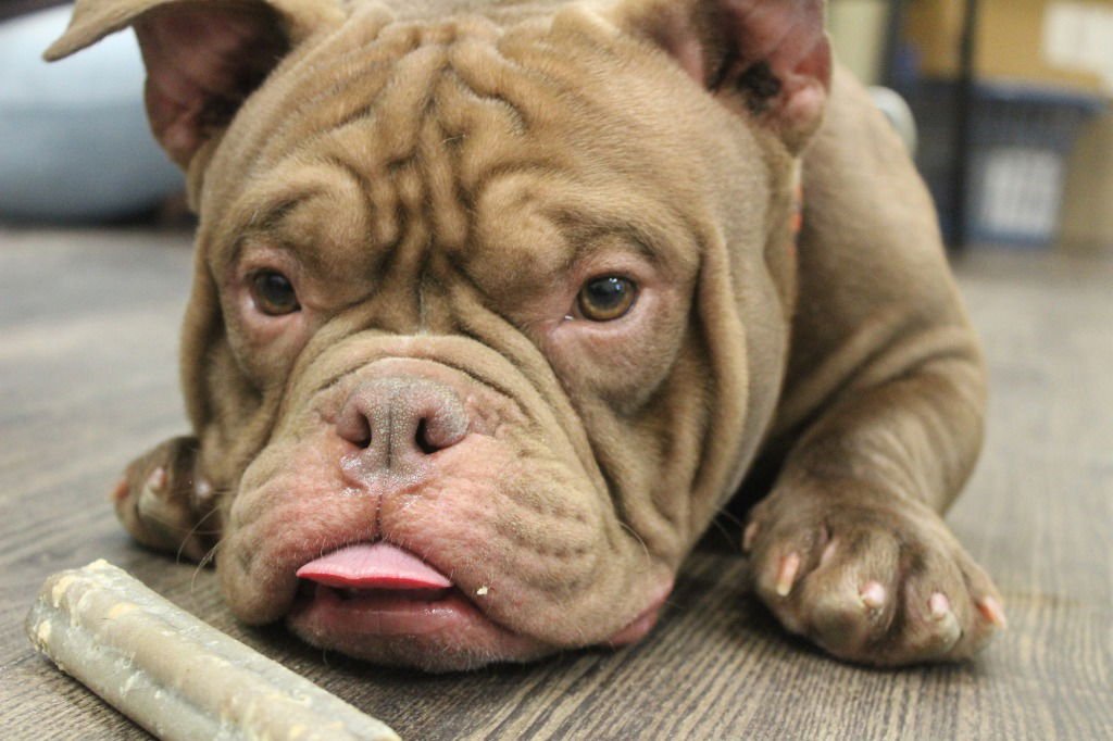 GROUND BEEF - English Bulldog available for adoption