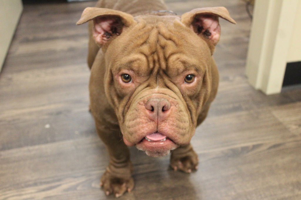 Ground Beef - Photo 3