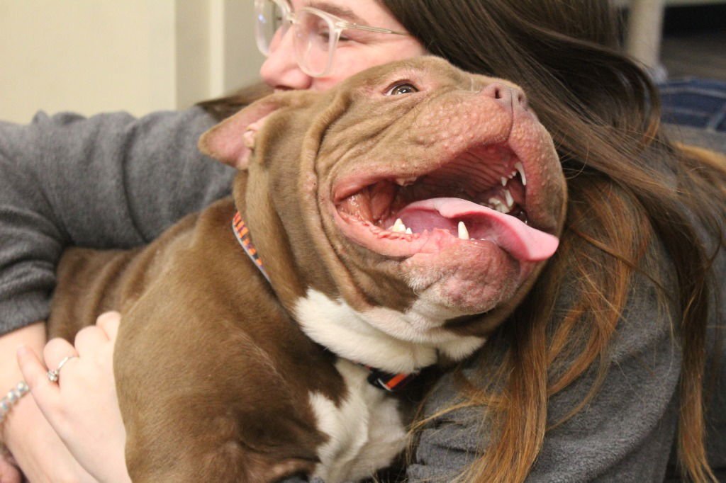 Ground Beef - Photo 4