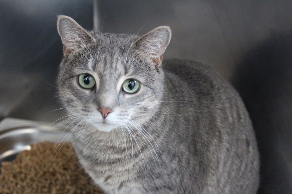 SHELLIE - Domestic Short Hair available for adoption