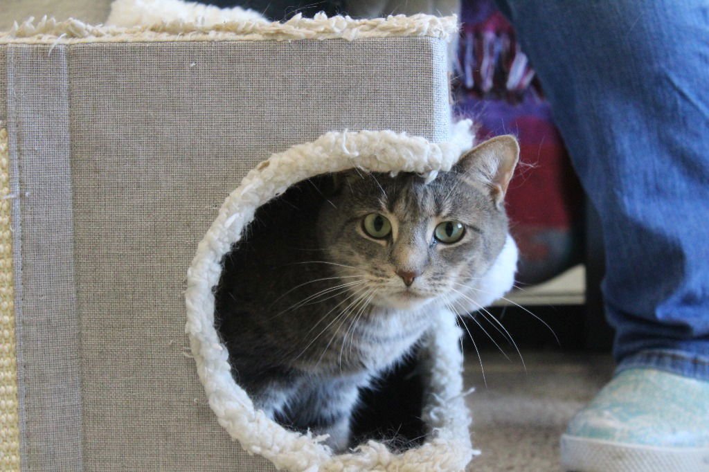 SHELLIE - Domestic Short Hair available for adoption