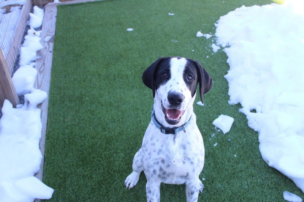 FOSTER - Spaniel / Pointer available for adoption
