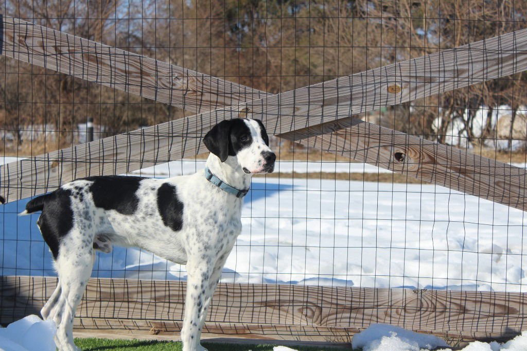 FOSTER - Spaniel / Pointer available for adoption