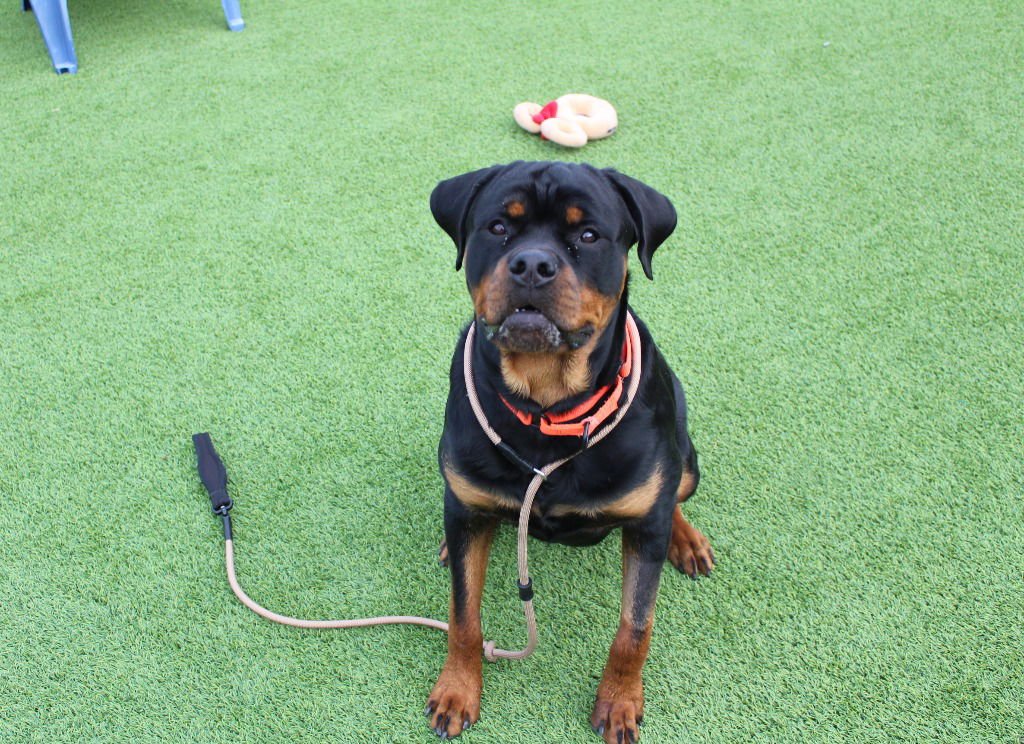 ARCHIE - Rottweiler available for adoption